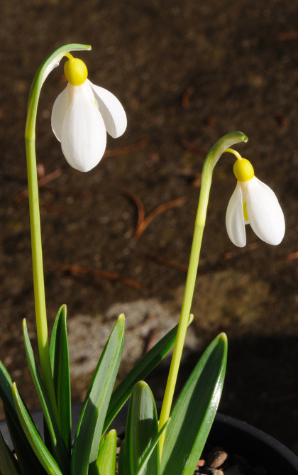 Galanthus 'Madelaine'